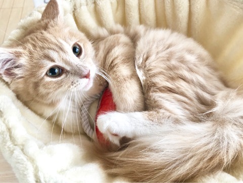 ロープトイ シェリル ノルウェージャンフォレストキャット 猫
