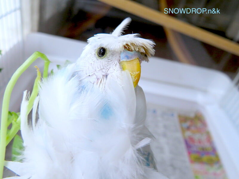 羽衣セキセイインコのイラスト Snowdrop N Kのサクサク日記