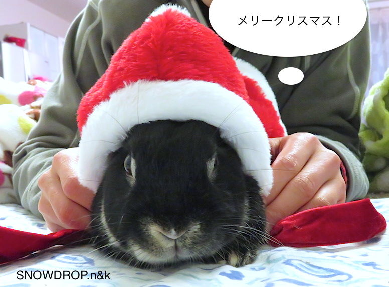 思いがけないプレゼント！！ : SNOWDROP.n&kのサクサク日記