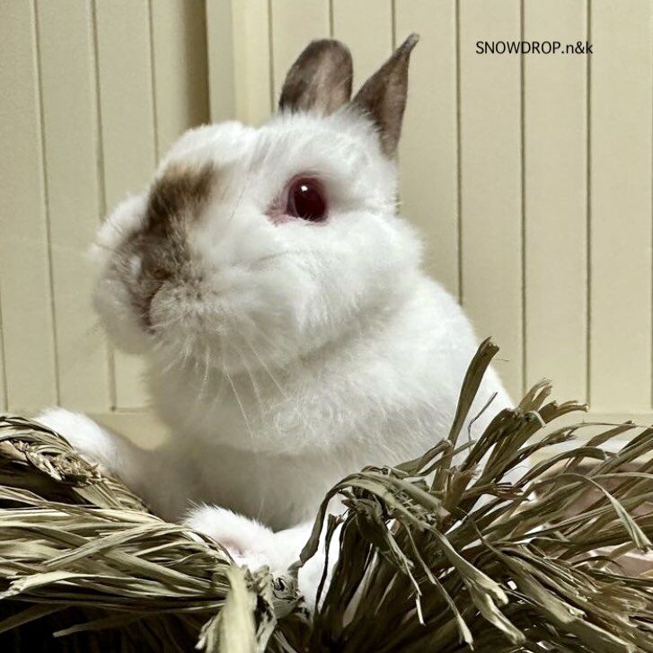 ヒマラヤンうさぎのひまちゃんの大きな絵画 うさぎのイラスト