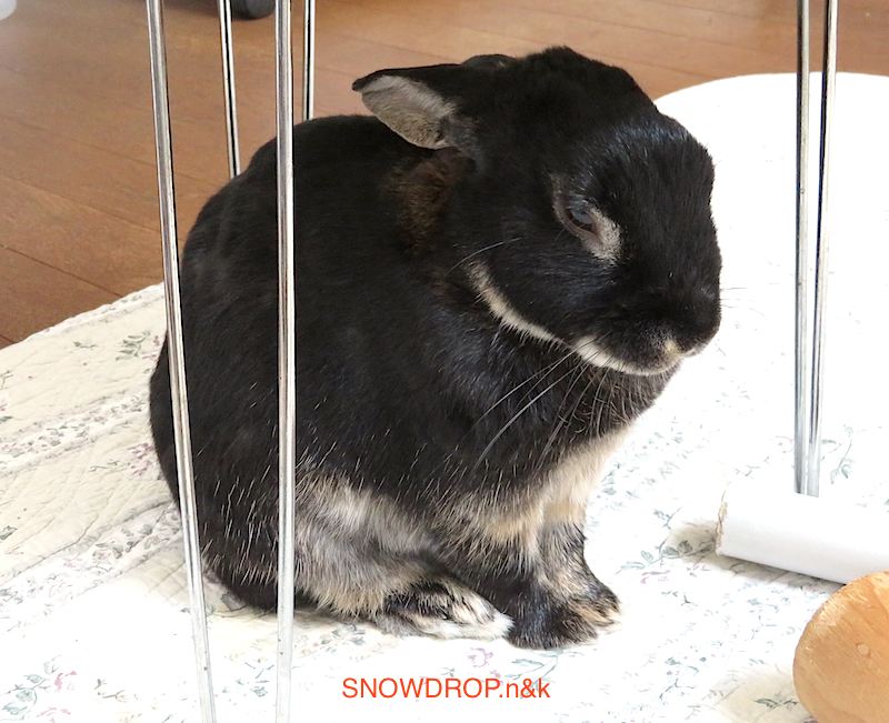 黒うさぎ ぼうずくんは換毛期 Snowdrop N Kのサクサク日記 黒うさぎ ぼうずくんは換毛期 Snowdrop N Kのサクサク日記
