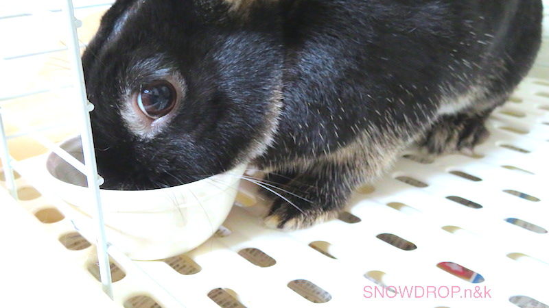 黒うさぎ ぼうずくんのホッとした話 Snowdrop N Kのサクサク日記