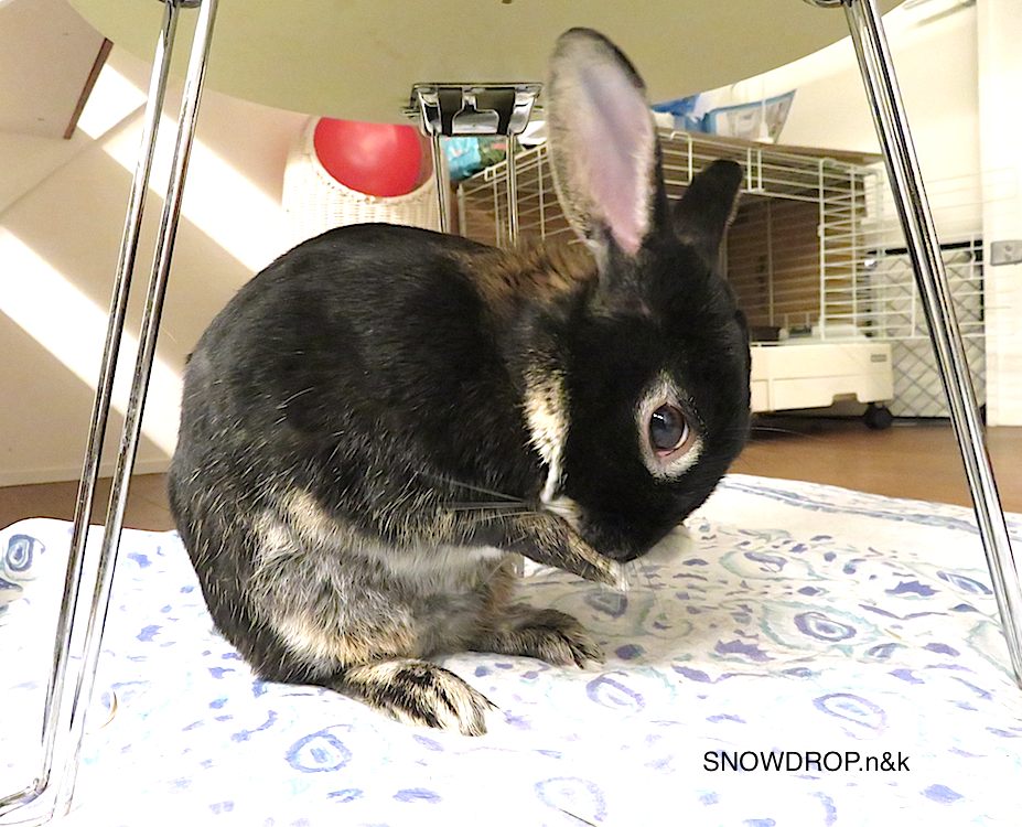 うさぎのブローチ色々 2 Snowdrop N Kのサクサク日記 うさぎのブローチ色々 2 Snowdrop N Kのサクサク日記