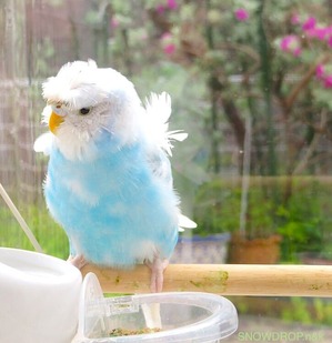 羽衣セキセイインコのpくんの悲しいお話 Snowdrop N Kのサクサク日記 羽衣セキセイインコのpくんの悲しいお話 Snowdrop N Kのサクサク日記