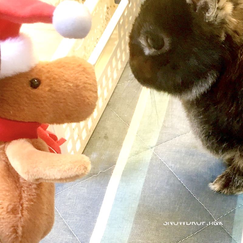黒いうさぎのれおんくんから楽しいクリスマスプレゼントが届きました