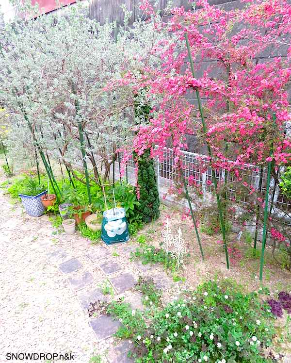おすすめの庭木 植えて良かった庭木 ギョリュウバイ Snowdrop N Kのサクサク日記