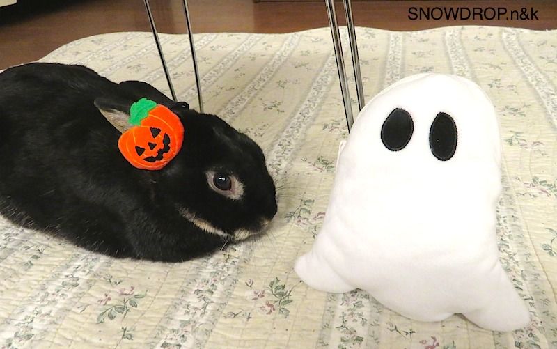 黒うさぎ、ぼうずくん！のハロウィン。 : SNOWDROP.n&kの
