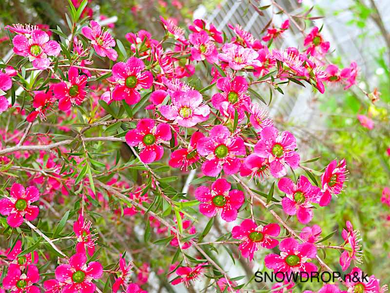今年もギョリュウバイ アフロディーテ が満開です Snowdrop N Kのサクサク日記