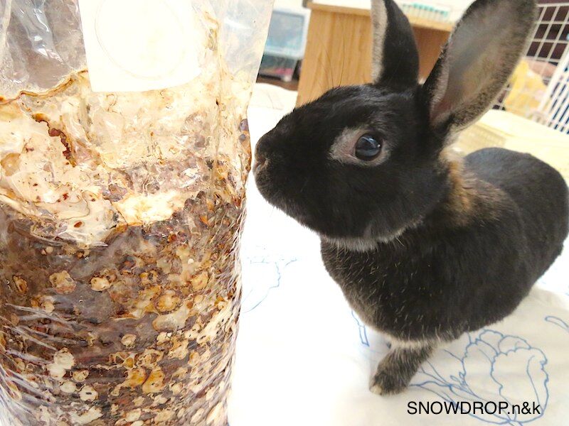 なめこ栽培キット 黒うさぎ しいたけ、なめこ栽培その後。 : SNOWDROP.n&kのサクサク日記