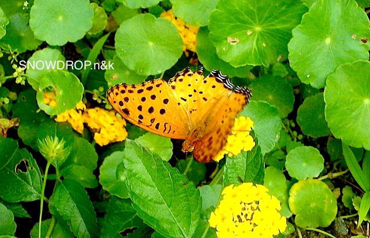 ツマグロヒョウモンのイモムシ ジョーのお話 Snowdrop N Kのサクサク日記