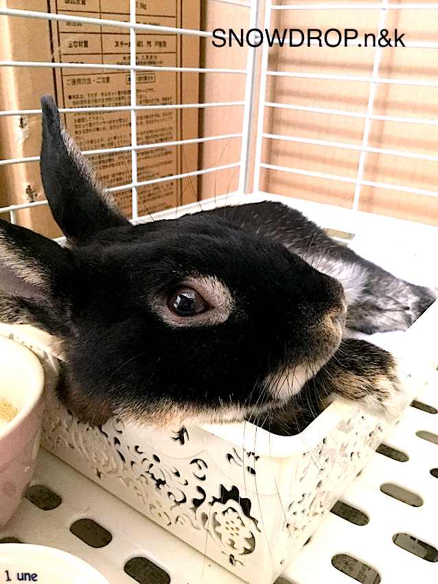 うさぎとトイレ Snowdrop N Kのサクサク日記