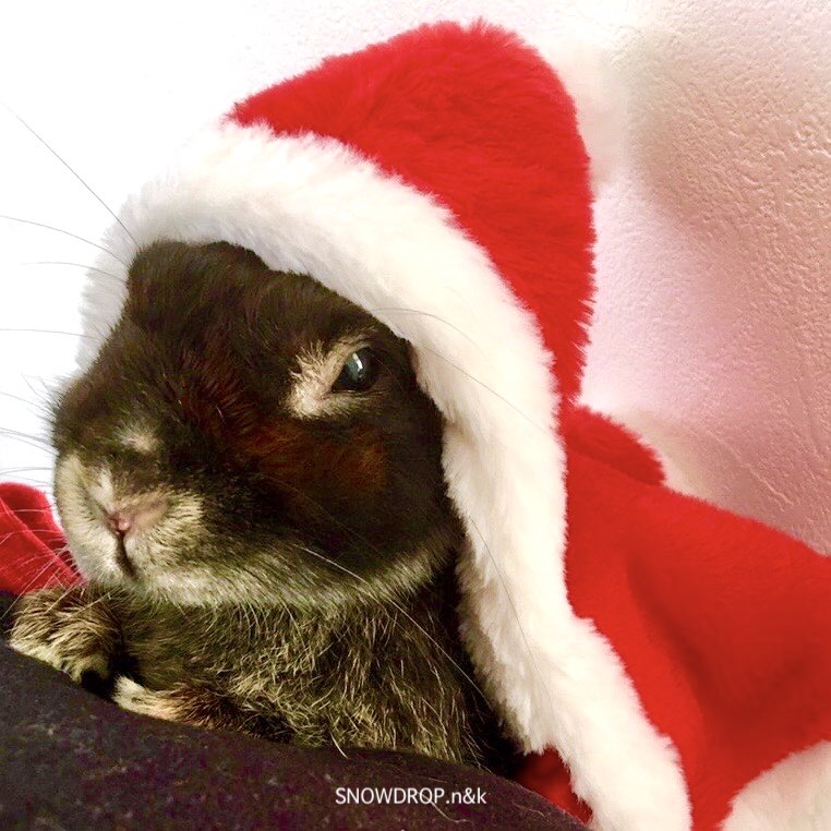 黒いうさぎのれおんくんから楽しいクリスマスプレゼントが届きました