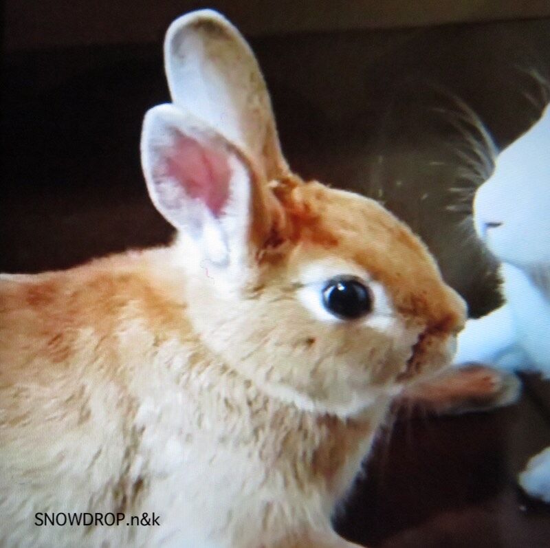 うさぎのブローチ、チョコちゃんとチロちゃん。（その1） : SNOWDROP