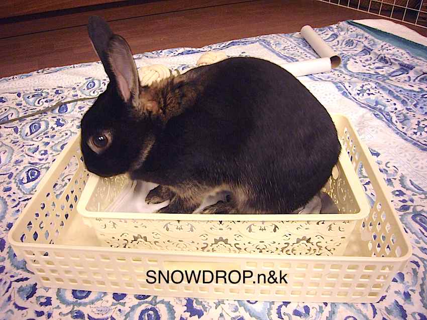 うさぎとトイレ Snowdrop N Kのサクサク日記