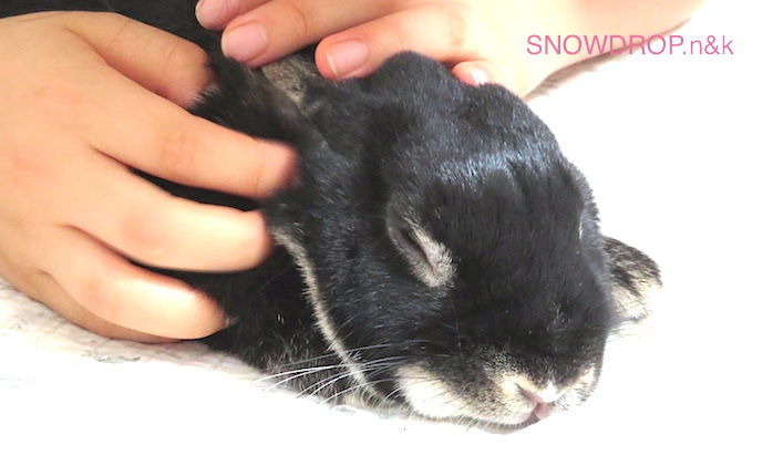 黒うさぎ ぼうずくんの爪切り Snowdrop N Kのサクサク日記