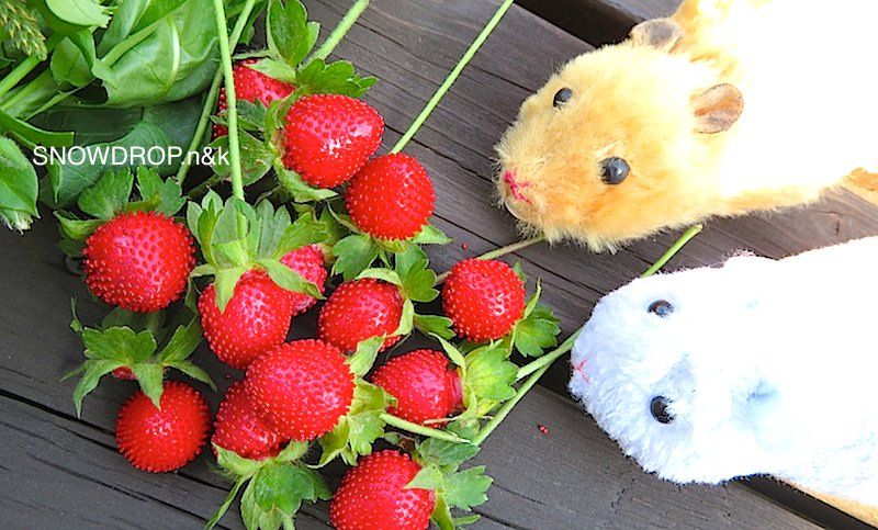 蛇イチゴはどんな味 悪うさぎ ぼうずくん の話 Snowdrop N Kのサクサク日記 蛇イチゴはどんな味 悪うさぎ ぼうずくん の話 Snowdrop N Kのサクサク日記