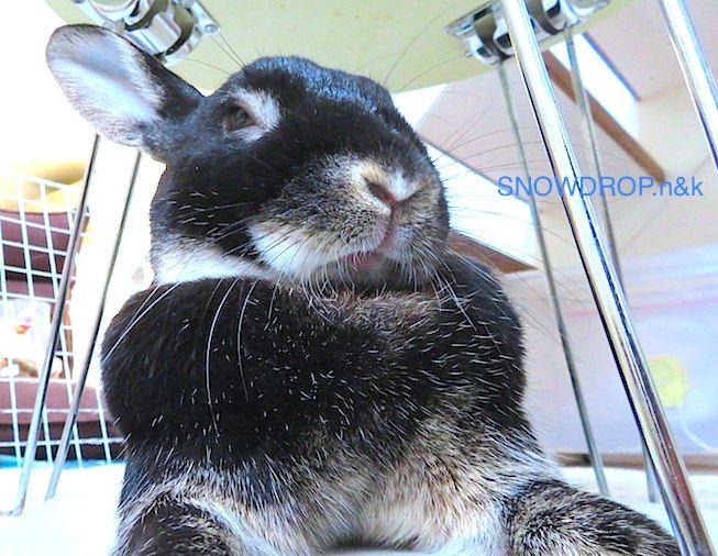 ロップイヤーラビットのアクセサリー（ヘアゴム）続 : SNOWDROP.n&kの