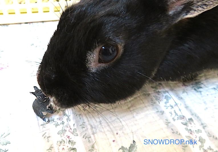 黒うさぎ ぼうずくんと黒いうさぎの長老さまのお話 Snowdrop N Kのサクサク日記 黒うさぎ ぼうずくんと黒いうさぎの長老さまのお話 Snowdrop N Kのサクサク日記
