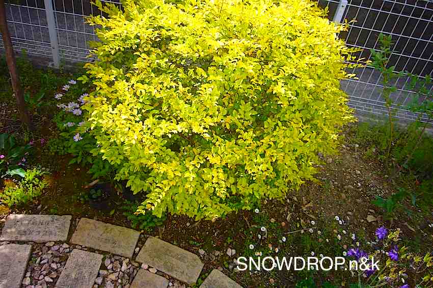 植えて良かった庭木 Snowdrop N Kのサクサク日記 植えて良かった庭木 Snowdrop N Kのサクサク日記