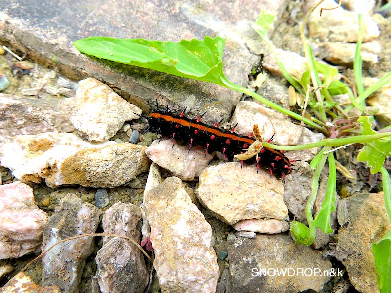 ツマグロヒョウモンのイモムシ ジョーのお話 Snowdrop N Kのサクサク日記