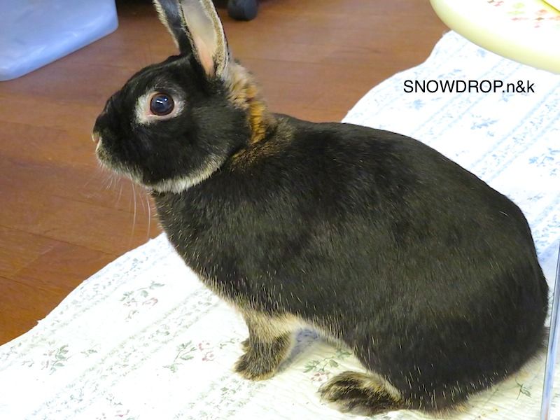 黒うさぎのクリスマス！ : SNOWDROP.n&kのサクサク日記