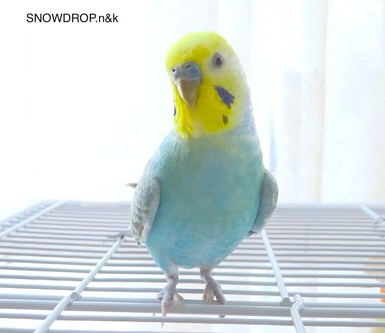 セキセイインコと羽衣セキセイインコのブローチの台紙作り Snowdrop N Kのサクサク日記