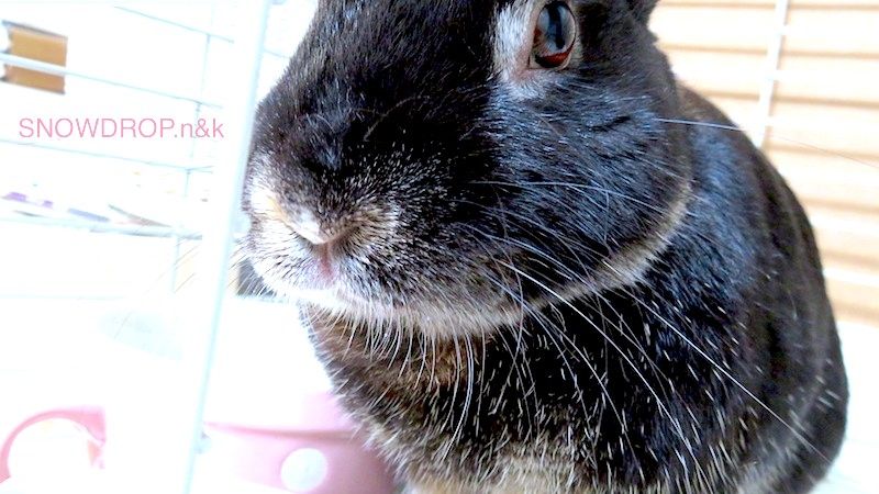 黒うさぎ ぼうずくんのホッとした話 Snowdrop N Kのサクサク日記 黒うさぎ ぼうずくんのホッとした話 Snowdrop N Kのサクサク日記
