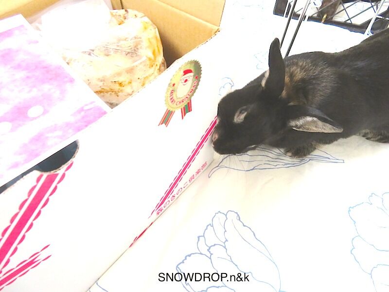なめこ栽培キット　黒うさぎ しいたけ、なめこ栽培その後。 : SNOWDROP.n&kのサクサク日記