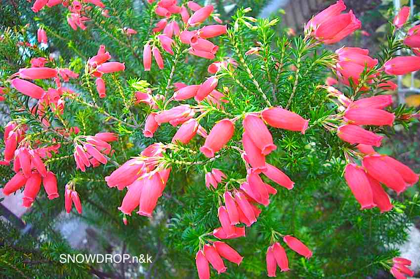 ちょっとおススメの可愛い花 Snowdrop N Kのサクサク日記