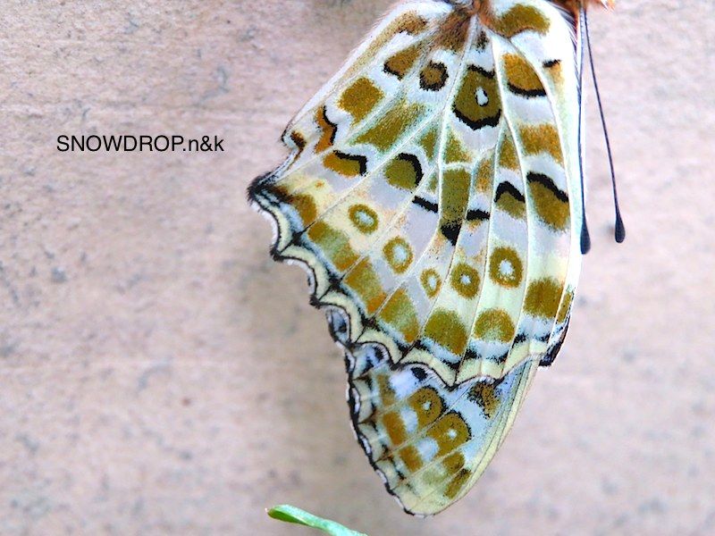 令和のジョー。（ツマグロヒョウモン 蝶） : SNOWDROP.n&kのサクサク日記