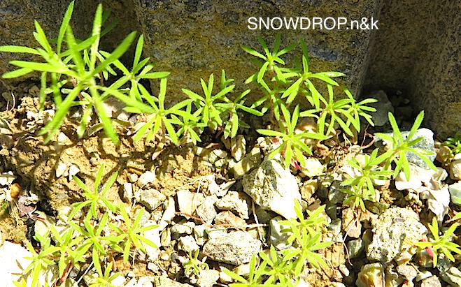 お庭には新芽がいっぱい＆ハムちゃんのお散歩。 : SNOWDROP.n&k