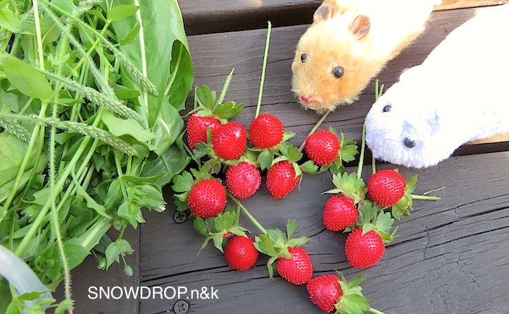 蛇イチゴはどんな味 悪うさぎ ぼうずくん の話 Snowdrop N Kのサクサク日記