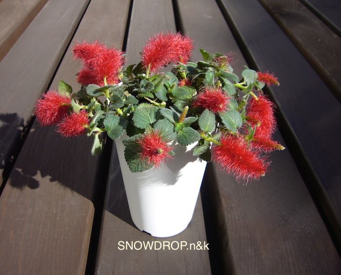 キャットテール Snowdrop N Kのサクサク日記