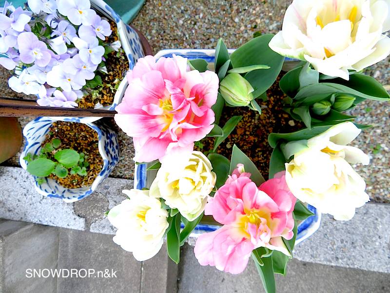 チューリップが咲かなかった話。 : SNOWDROP.n&kのサクサク日記