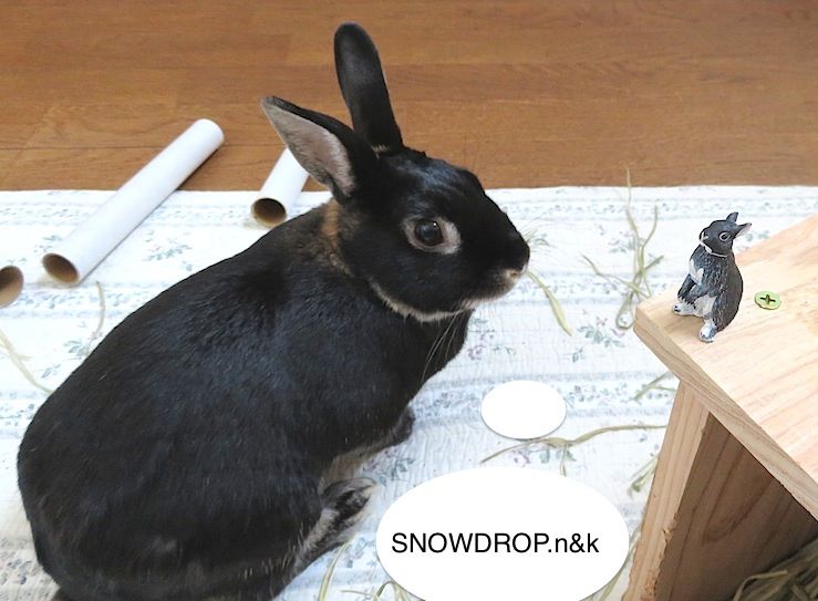 黒うさぎ ぼうずくんと黒いうさぎの長老さまのお話 Snowdrop N Kのサクサク日記