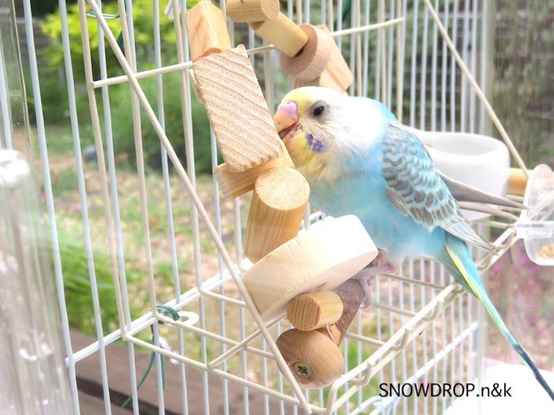 インコのおもちゃを手作りしてみよう Snowdrop N Kのサクサク日記 インコのおもちゃを手作りしてみよう Snowdrop N Kのサクサク日記
