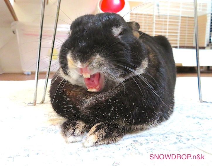 黒うさぎ、ぼうずくん！のハロウィン。 : SNOWDROP.n&kのサクサク日記