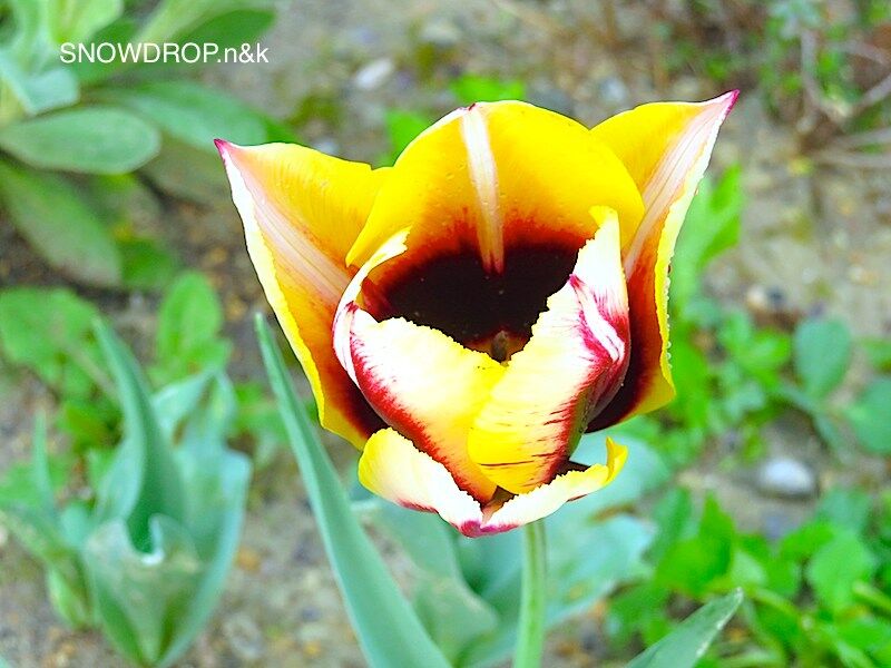 チューリップが咲かなかった話 Snowdrop N Kのサクサク日記
