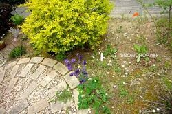 植えてはいけない木 植えて失敗した木の話 Snowdrop N Kのサクサク日記 植えてはいけない木 植えて失敗した木の話 Snowdrop N Kのサクサク日記