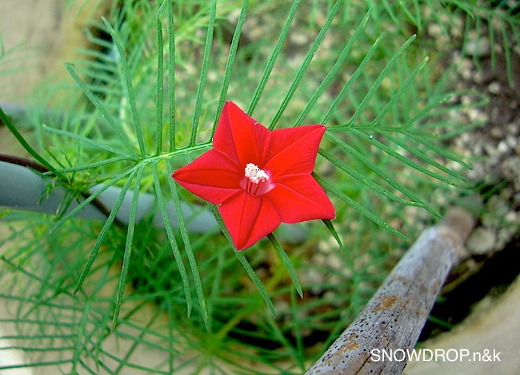 夏におすすめの花 ルコウソウ Snowdrop N Kのサクサク日記