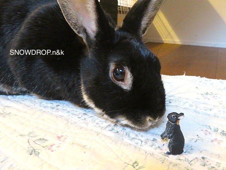 黒うさぎ、ぼうずくん！と黒いうさぎの長老様とミラクルシイタケ