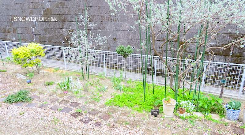 植えてはいけない木 植えて失敗した木の話 Snowdrop N Kのサクサク日記 植えてはいけない木 植えて失敗した木の話 Snowdrop N Kのサクサク日記