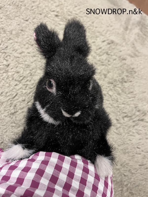 うさぎのぬいぐるみ 黒うさぎ、ぼうずくん! : SNOWDROP.n&kの うさぎのぬいぐるみ 黒うさぎ、ぼうずくん! : SNOWDROP.n&kの