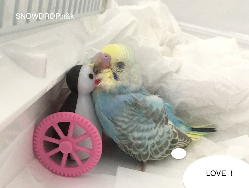 羽衣セキセイインコ セキセイインコのブローチ 撮影用 Snowdrop N Kのサクサク日記 羽衣セキセイインコ セキセイインコのブローチ 撮影用 Snowdrop N Kのサクサク日記