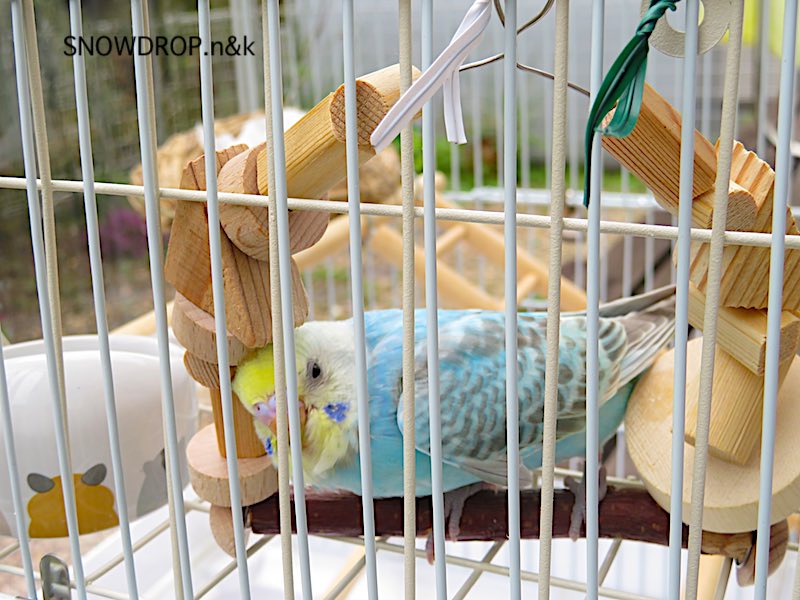 インコのおもちゃを手作りしてみよう Snowdrop N Kのサクサク日記 インコのおもちゃを手作りしてみよう Snowdrop N Kのサクサク日記