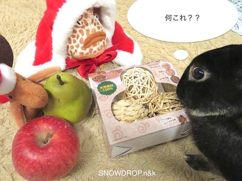 黒うさぎのクリスマス！ : SNOWDROP.n&kのサクサク日記