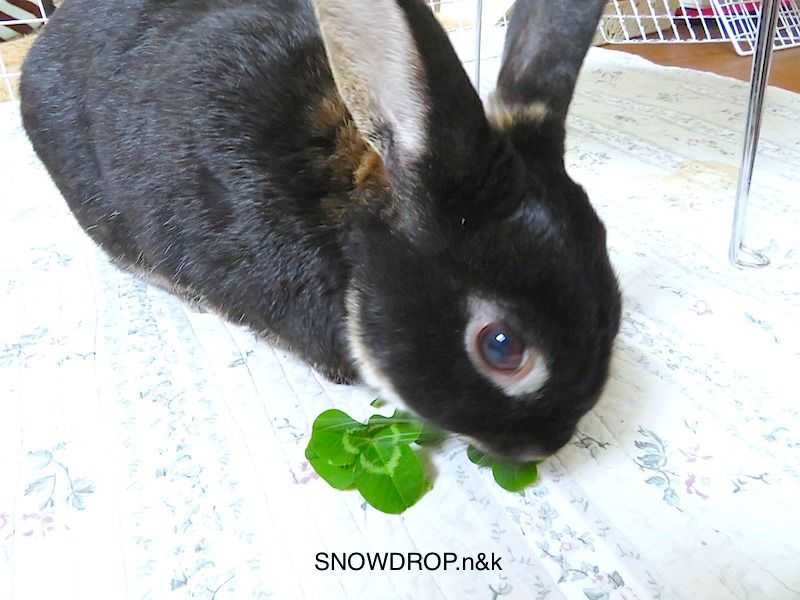 四つ葉のクローバーと黒うさぎ、ぼうずくん！とジョーのお話