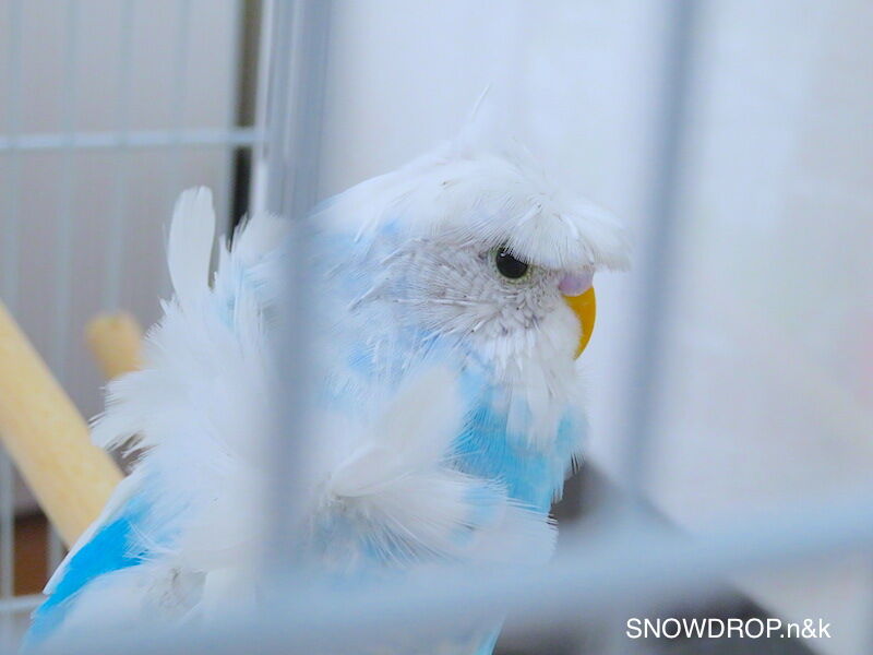 羽衣セキセイインコ インコのブローチ制作途中 Snowdrop N Kのサクサク日記 羽衣セキセイインコ インコのブローチ制作途中 Snowdrop N Kのサクサク日記