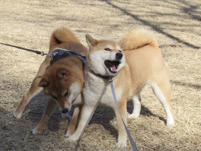 まるで本気の喧嘩 剣幕にびっくり 柴犬モコモコ日記 まるで本気の喧嘩 剣幕にびっくり 柴犬モコモコ日記