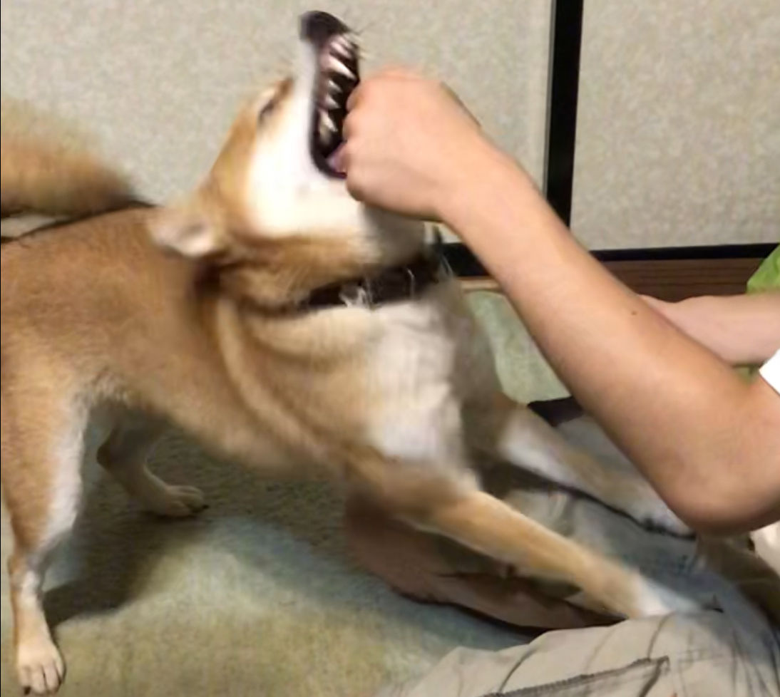 噛み癖の悩みが減りました 1歳半 柴犬モコモコ日記 噛み癖の悩みが減りました 1歳半 柴犬モコモコ日記